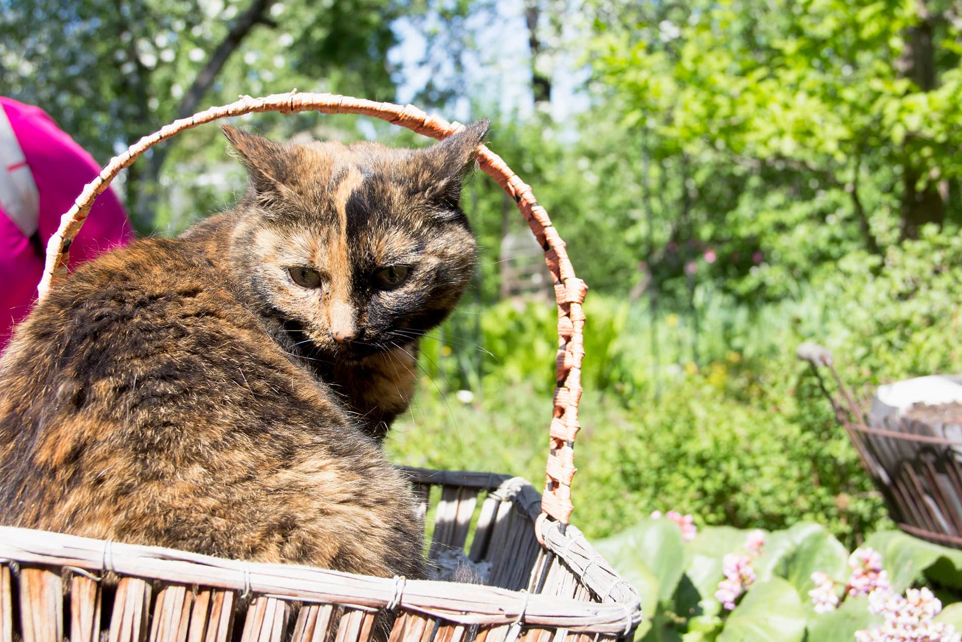 Кошка Буся — местная любимица и звезда